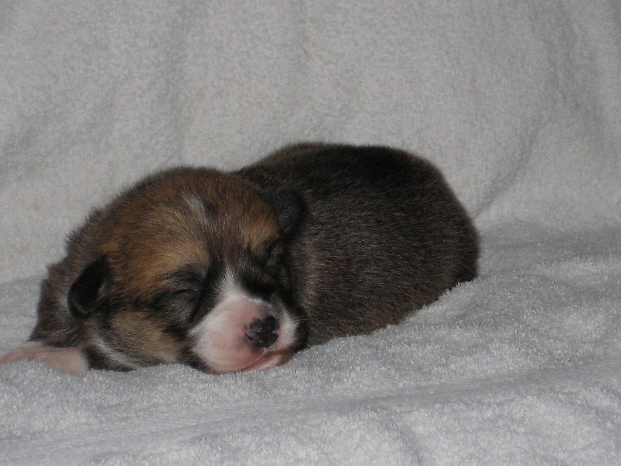 11 Dagen oud